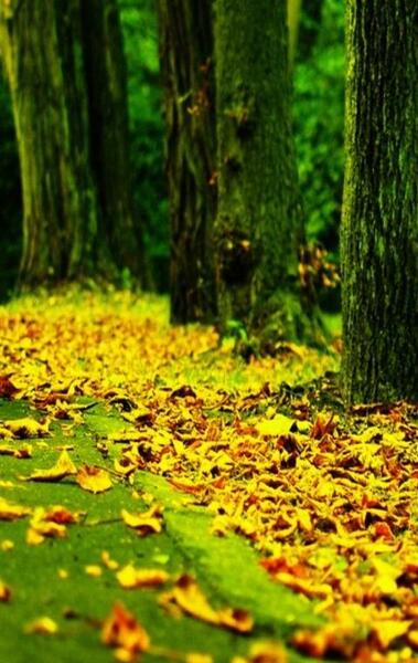عکس تصویر پس زمینه پاییزی