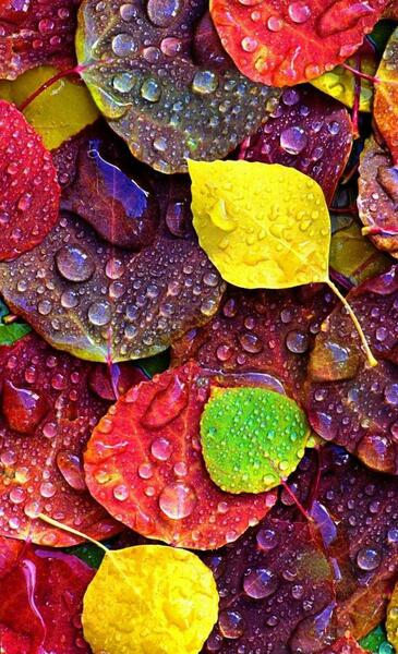 عکس تصویر پس زمینه پاییزی