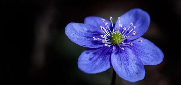 عکس بک گراند لپ تاپ با کیفیت