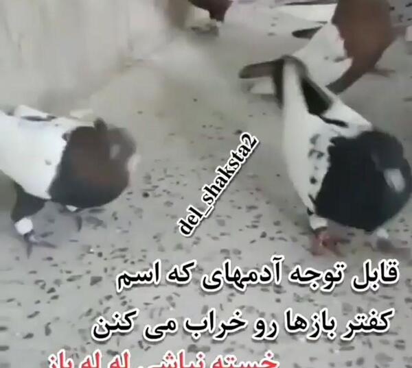 عکس نوشته کفتر لاتی