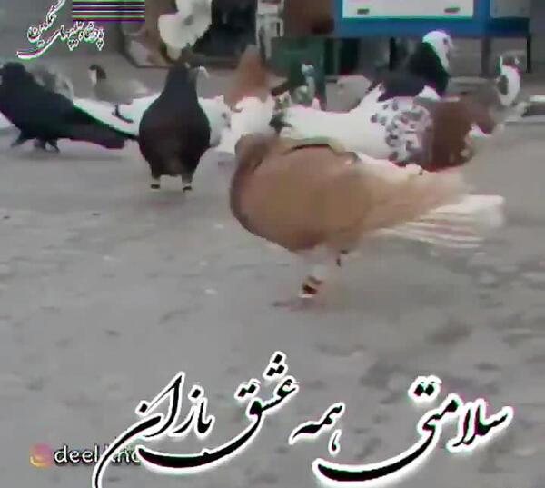 عکس نوشته کفتر لاتی