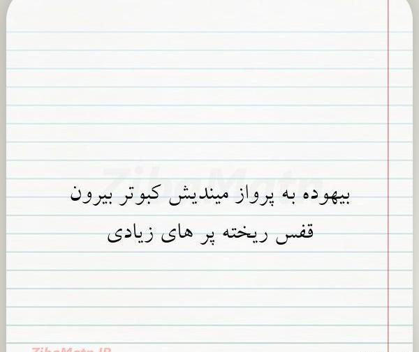 عکس نوشته کفتر لاتی