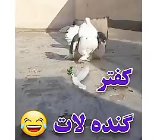 عکس نوشته کفتر لاتی