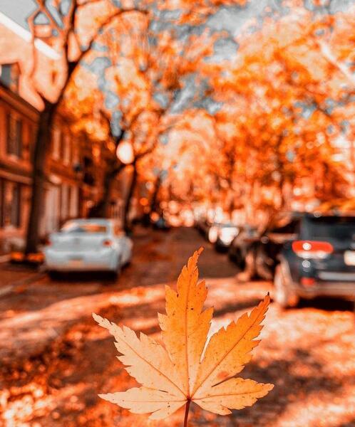 عکس بک گراند پاییزی