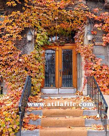 عکس بک گراند پاییزی
