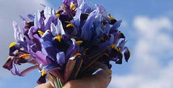 عکس نوروز گلی