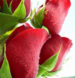 عکس در مورد گل