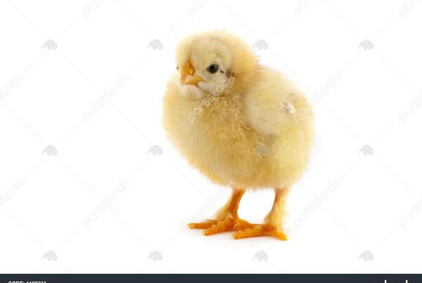 عکس جوجه زرد