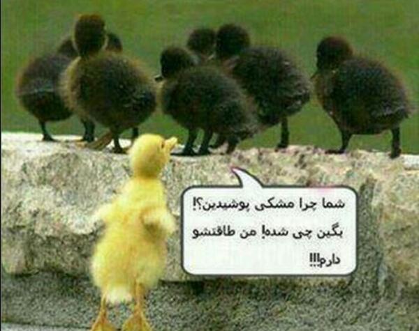 عکس جوجه زرد
