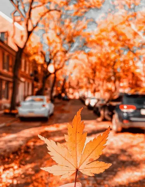 عکس پس زمینه پاییزی
