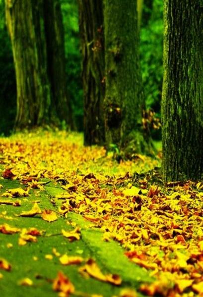 عکس پس زمینه پاییزی