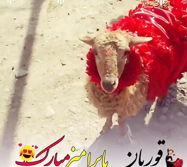 عکس واسه عید قربان