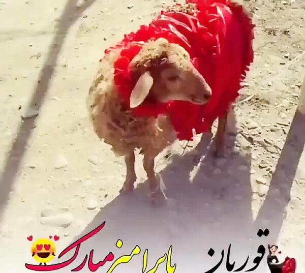 عکس واسه عید قربان
