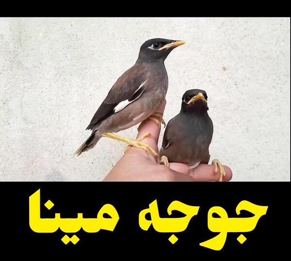 عکس عكس جوجه مرغ مينا