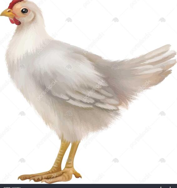 عکس جوجه سفید