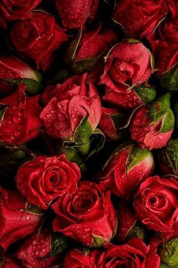 پس زمینه زیبا برای عکس