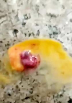عکس جوجه مرده