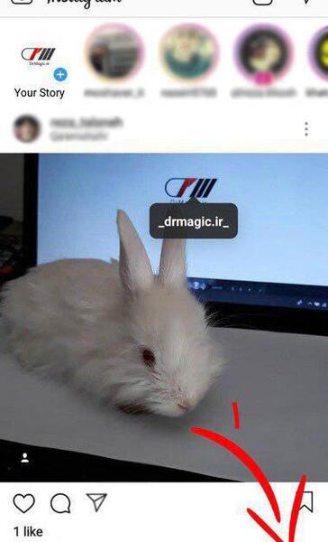 عکس پروفایل اینستاگرام خرگوش