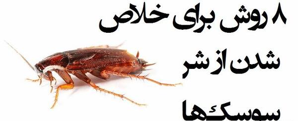 عکس سوسک وارونه