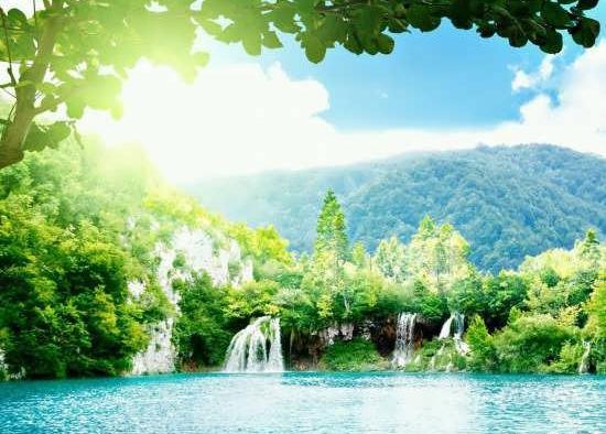 عکس پروفایل زیبا جنگل