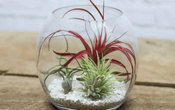 عکس گل رز برای تولد