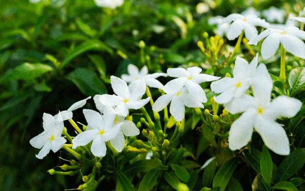 عکس گل رز برای تولد