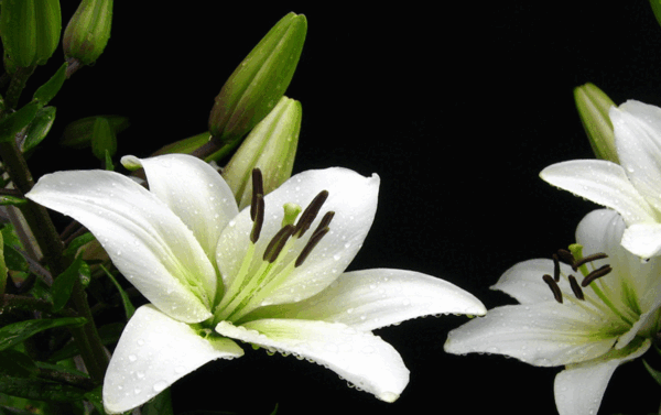 عکس گل رز برای تولد
