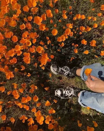 عکس پروف نارنجی دخترانه