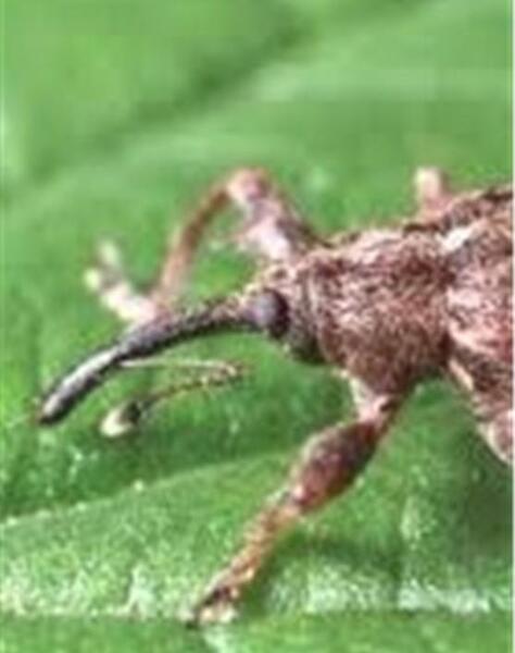 عکس سوسک خرطومی