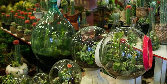 عکس نمایشگاه گل و گیاه تهران