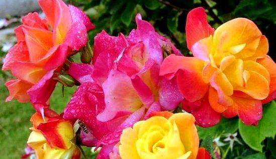 عکس گلهای طبیعی جهان