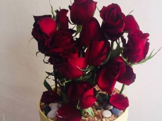 عکس گل رز مخملی قرمز