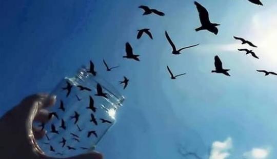 عکس پروفایل پرنده زیبا