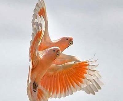 عکس پروفایل پرنده زیبا