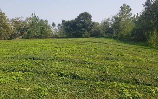 عکس زمین مسکونی شمال