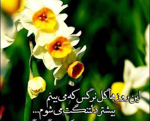 عکس پروفایل زیبا گل و بلبل