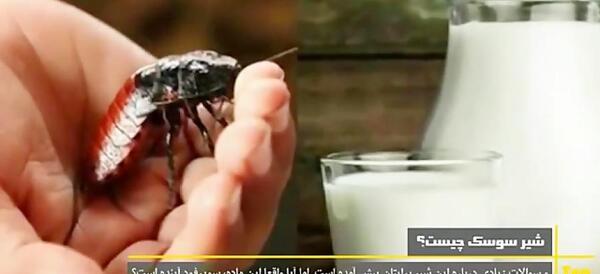 عکس سوسک شیرده