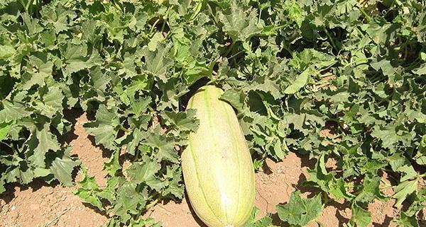 عکس خربزه