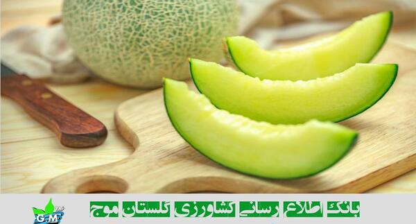 عکس خربزه