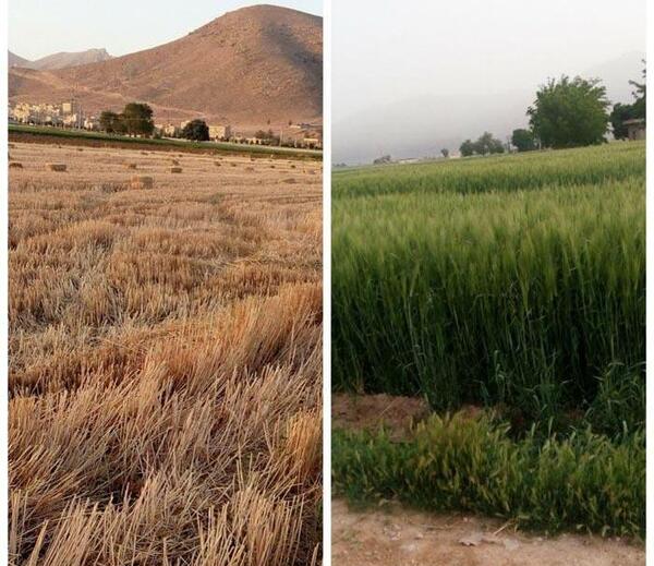 عکس زمین کشاورزی