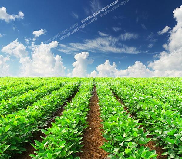 عکس زمین کشاورزی