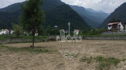 عکس زمین جنگلی