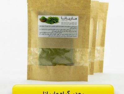 عکس شاخه گل رز طلا