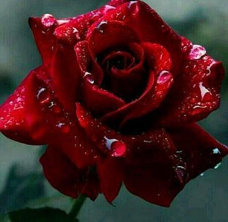 عکس گل رز قرمز شکسته