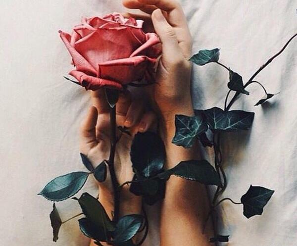 عکس گل رز قرمز شکسته