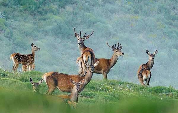 عکس کاشت ناخن خنده دار