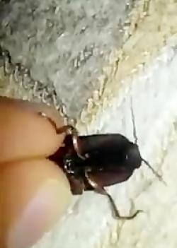 عکس سوسک در کافه