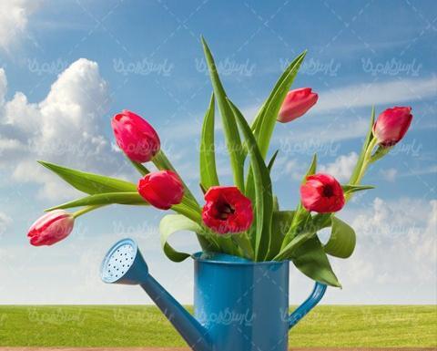 عکس گل طبیعی وگلدان