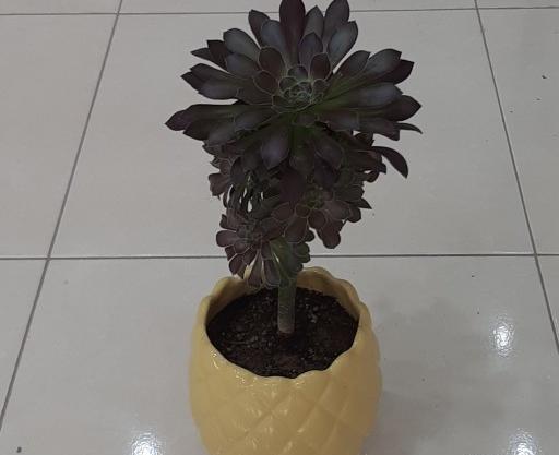 عکس گل طبیعی وگلدان