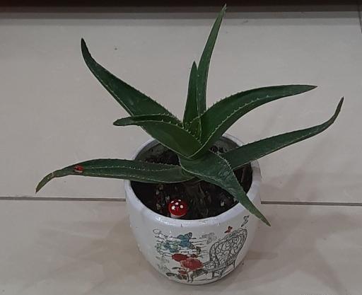 عکس گل طبیعی وگلدان